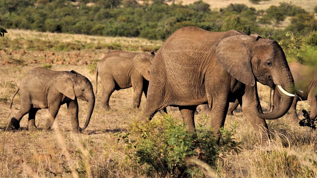 Smiling family with luggage on travel adventure